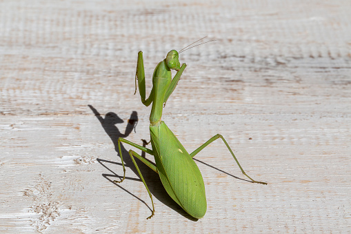 Praying mantis, mantis religiosa , closeup. Island Bali, Indonesia