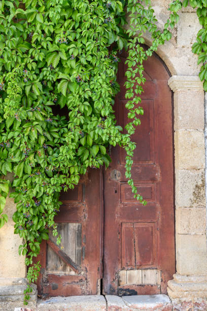 istock Rustic old doorway with a green plant 1278775534