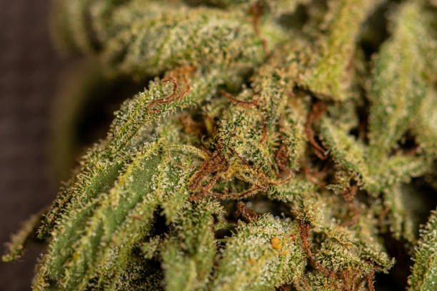 istock Close up crystals on marijuana leaf 1278775790