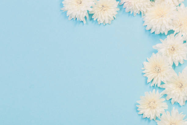 istock white chrysanthemums on blue paper background 1278778069