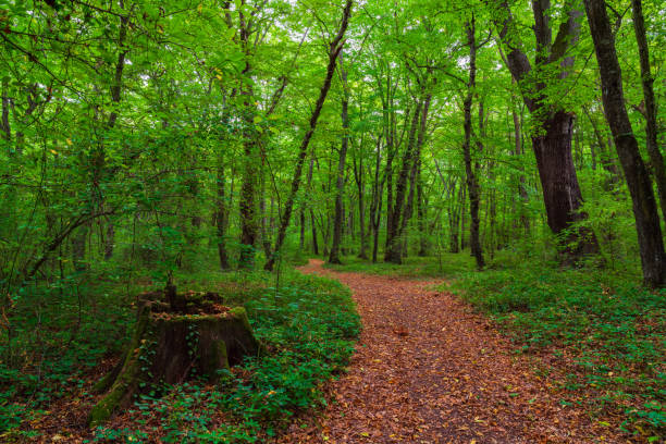 istock Hiking trail through tall trees in a lush green forest 1278778170