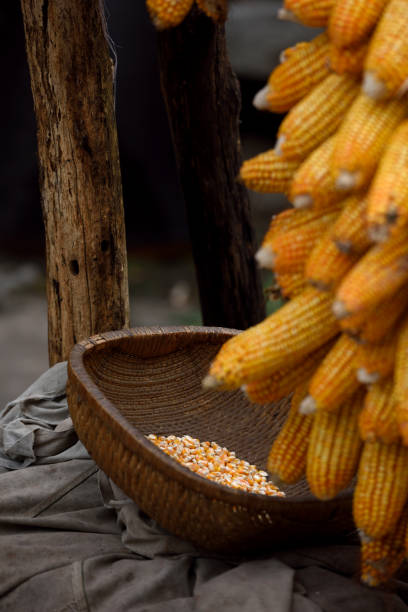 istock The autumn corn is hung on the shelf 1278779010