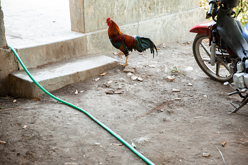 A shot of a rooster roaming free around a a dusty path at the foot of some steps.