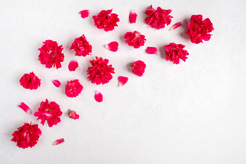 Flowers composition. Frame made of colored carnations flowers on white background. Flat lay, top view, copy space.