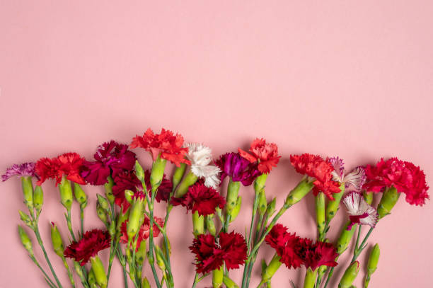 istock Frame made of colored carnations flowers on pink background. 1278779689