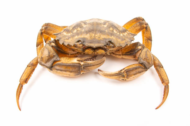 istock Sea ​​herbal arthropod crab on a white background 1278780720