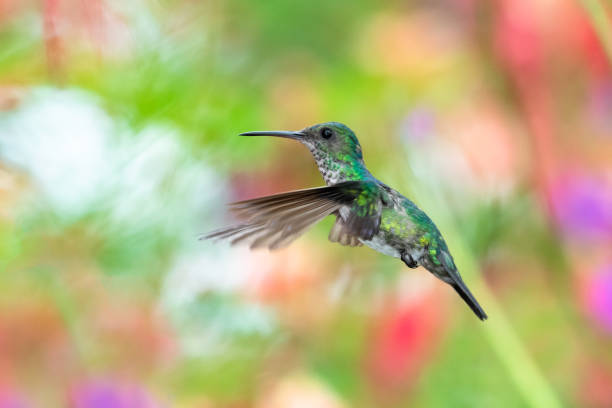 A female Blue-chinned Sapphire hummingbird with a colorful blurred background. Hummingbird in nature, tropical bird, wildlife in rainforest, hummingbird in flight, bird in a garden blue chinned sapphire hummingbird stock pictures, royalty-free photos & images
