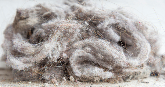 Pile of dust and hairs collected with a vacuum cleaner.