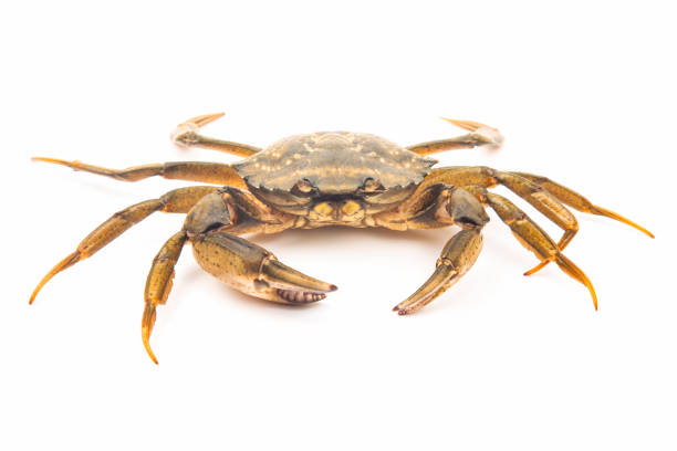 istock Sea ​​herbal arthropod crab on a white background 1278782292