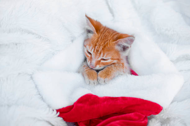 Little ginger kitten sleeps in a red santa hat on a soft blanket. Merry christmas and new year