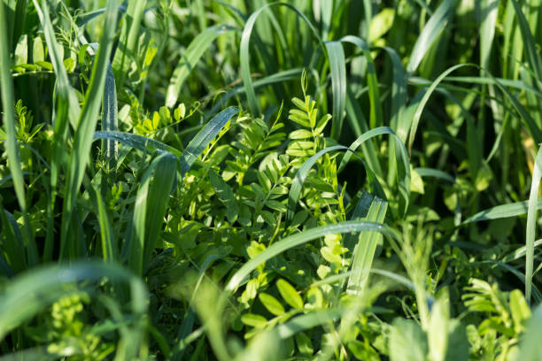 vetch y avena como cultivos de cobertura. cultivos de estiércol verde - cubrir fotografías e imágenes de stock