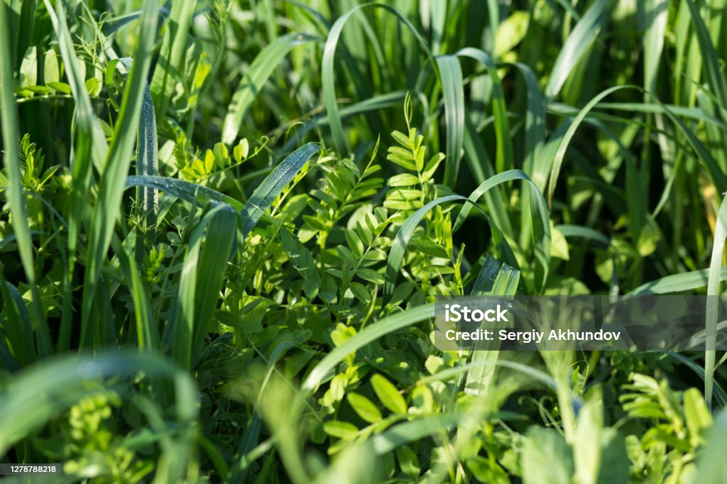 Vetch and oats as cover crops. Green manure crops Using as covering crops vetch and oats. to improve the structure and fertility of the soil. Crop - Plant Stock Photo