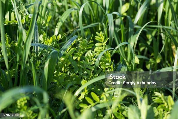 Vetch And Oats As Cover Crops Green Manure Crops Stock Photo - Download Image Now - Crop - Plant, Covering, Uncultivated