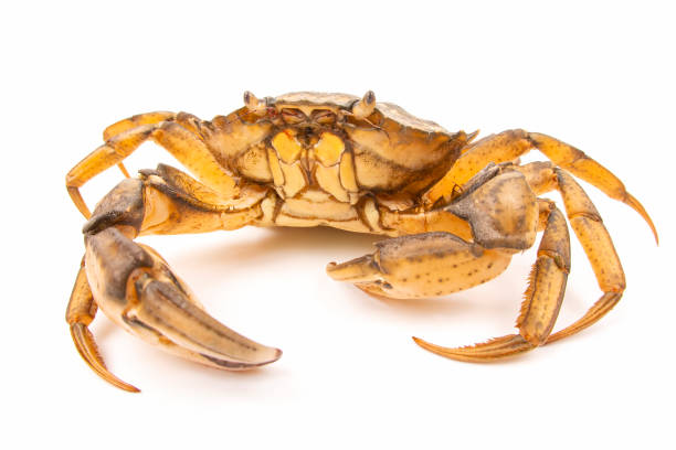 istock sea ​​crab on a white background 1278788967