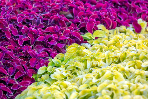 istock flowerbed with different flowers pansies 1278789192