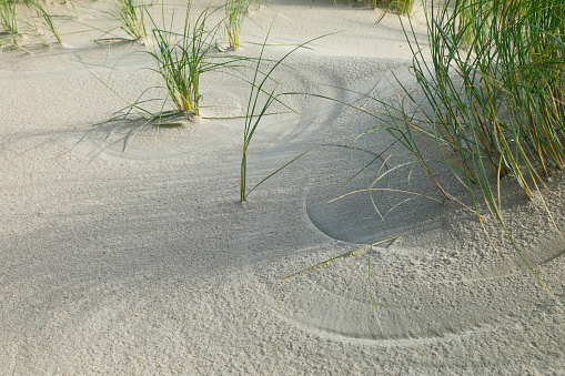 Marram grass on a dune at the North sea