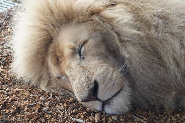 ホワイトのライオン  - feloidea ストックフォトと画像