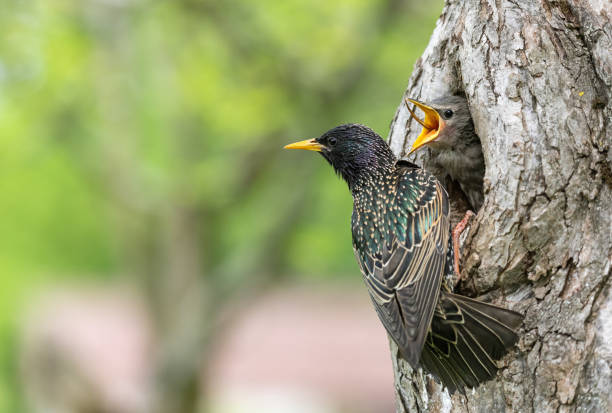 istock Young and adult common starling 1278792332