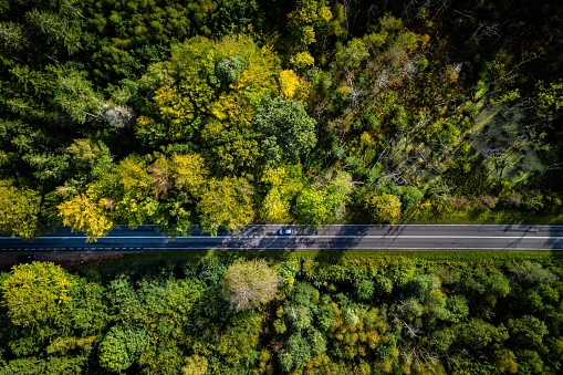 Aerial image of Cars driving on a road trip in natural forest with beautiful autumn colours. Shot in Denmark, Europe