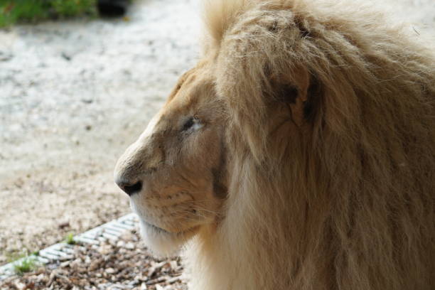 ホワイトのライオン - feloidea ストックフォトと画像