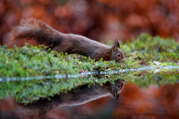 istock Eurasian red squirrel in the forest 1278794355