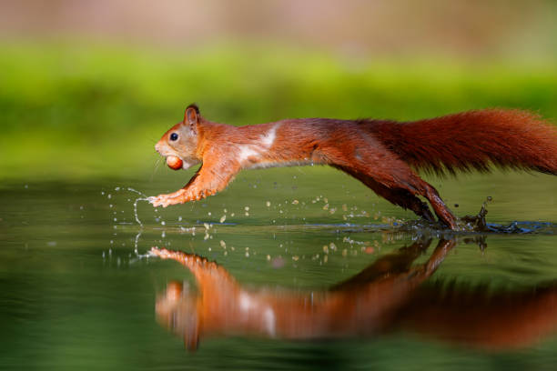 istock Eurasian red squirrel in the forest 1278794367