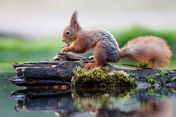 istock Eurasian red squirrel in the forest 1278794402