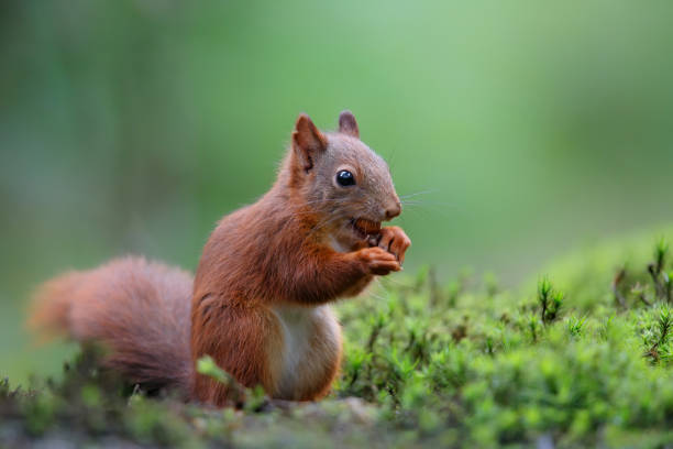 istock Eurasian red squirrel in the forest 1278794909