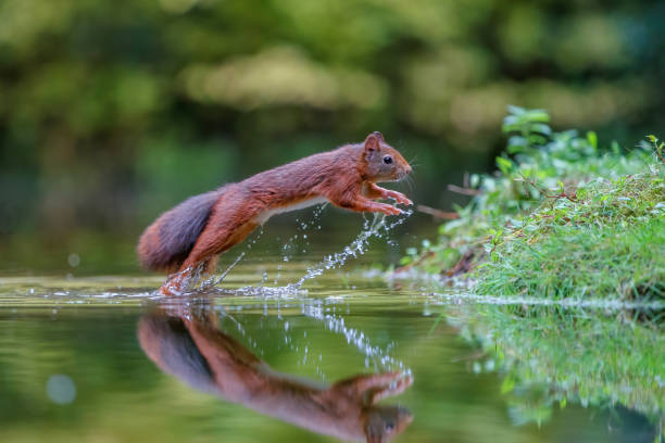 istock Eurasian red squirrel in the forest 1278794962