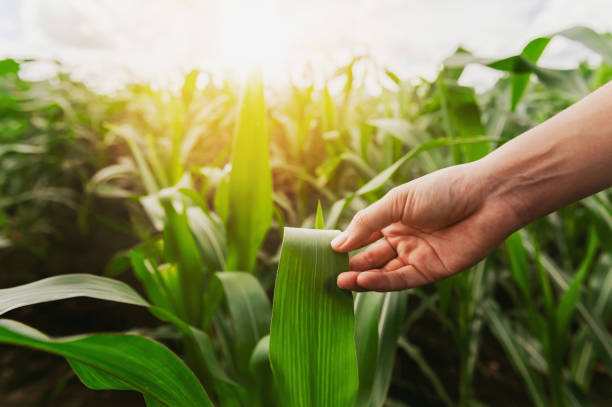 istock hand holding sapling corn in farm with sunset. concept agriculture 1278795303
