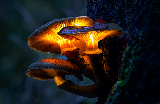 glowing mushrooms in a dark forest, growing on a stump in a fantasy forest, beautiful magic light of a mushroom, macro photography.