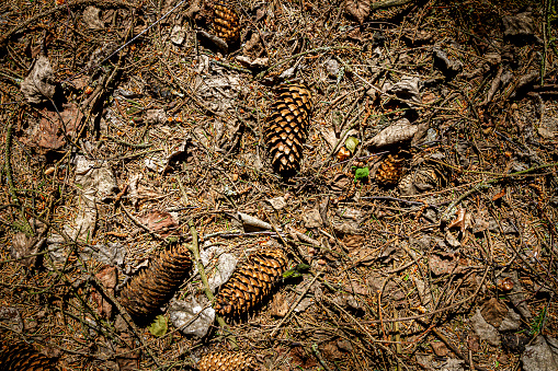 Natural pine forest ground with some leaves, twigs and cones. Forest soil texture background