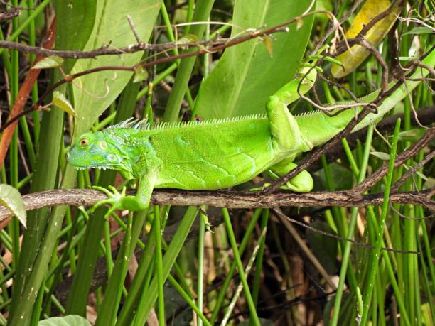 istock Green Iguana (Iguana iguana) resting in the tree 1278796462