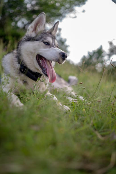 istock Husky dog walking over the meadow during the sunset 1278796649
