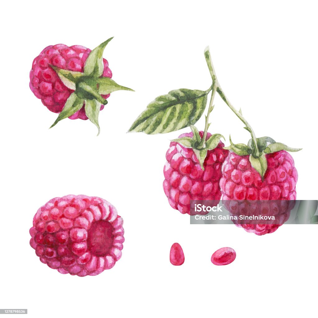 Watercolor Raspberry Simple Handdrawing Watercolor Raspberry Set Isolated On White Background With ...