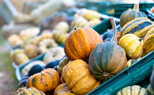 Pumpkins at the farmers market: Colorful variations of pumpkins