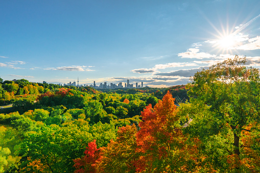 Autumn landscape of Toronto skyline with lush foliage of fall colors in foreground from midtown