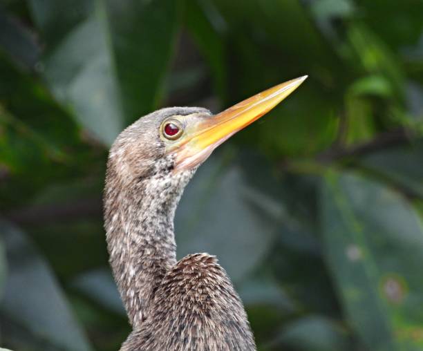 perfil de anhinga (anhinga anhinga), disparo en la cabeza - anhinga fotografías e imágenes de stock