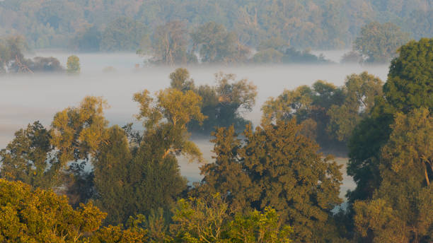 vista desde la torre del wallwitzburg cerca de dessau sobre los árboles en la densa niebla en la mañana en otoño - überblick fotografías e imágenes de stock