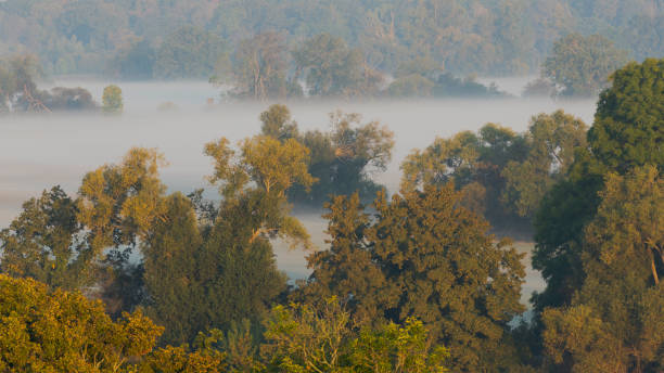 vue de la tour de wallwitzburg près de dessau sur les arbres dans le brouillard dense le matin en automne - überblick photos et images de collection