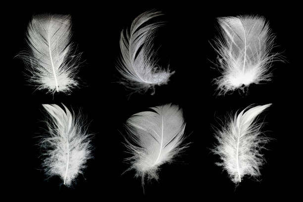 istock Beautiful collection white feather floating in air isolated on black background 1278800477