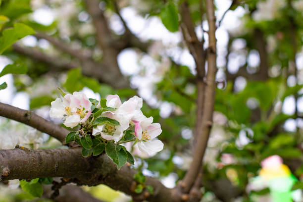 istock White flowers of apple tree blossom in spring on a branch of fruit tree 1278800549