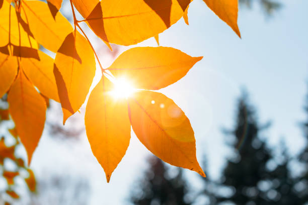 istock The sun's rays make their way through the autumn foliage 1278800611