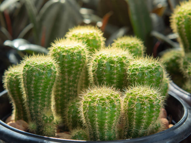 istock Green cactus in garden in morning light. 1278802484