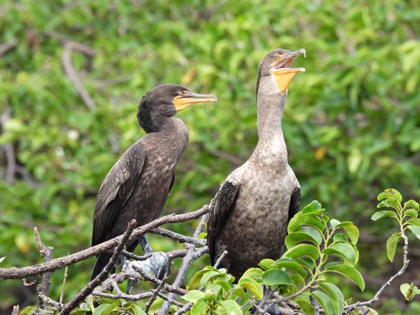 istock Double-crested and Neotropic Cormorant perched in a tree 1278802835