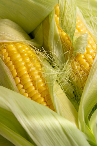 istock Fresh sweet corn on the cob on light concrete background 1278803652