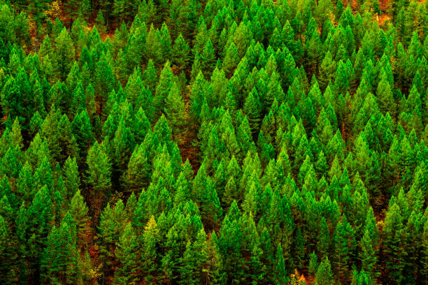 istock Green lush forest of pine trees in wilderness mountains 1278803990