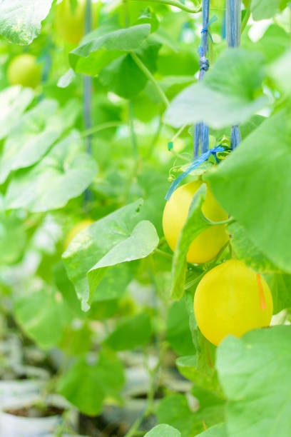 istock Fresh golden melon in farm 1278805000