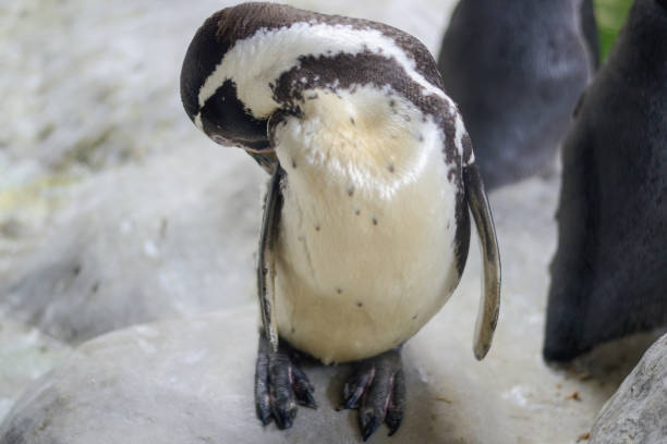 istock A penguin stands against a backdrop of rocks. 1278805399