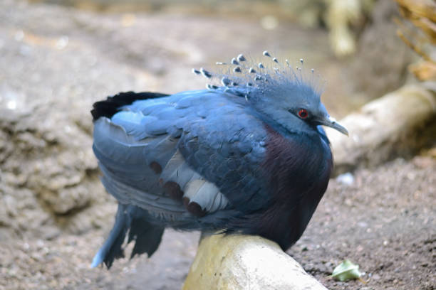 Goura victoria pigeon sits on a branch. On the head of the bird's crest in the form of a crown. Male of a beautiful, tropical bird.